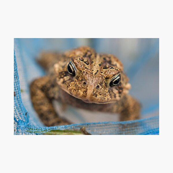 Frog's Close-Up Photographic Print