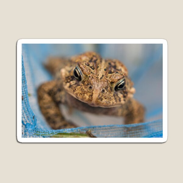 Frog's Close-Up Magnet