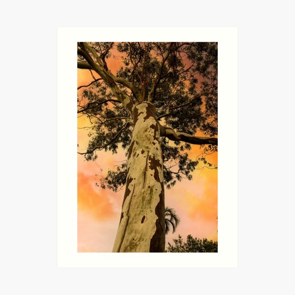 Looking UP Art Print