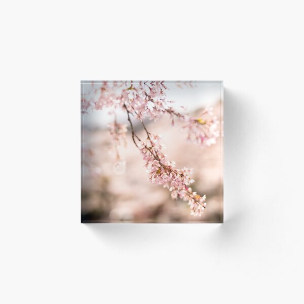 White blossoms in Spring landscape, cherry blossoms Japan Acrylic Block