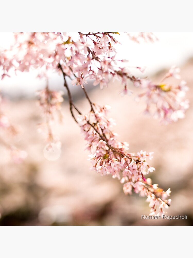 White blossoms in Spring landscape, cherry blossoms Japan by keystone