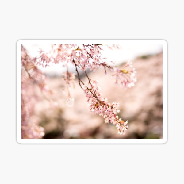 White blossoms in Spring landscape, cherry blossoms Japan Sticker