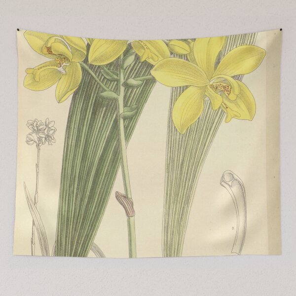 Item preview, Spathoglottis gracilis Curtis' 120 (Ser. 3 no. 50) pl 7366 (1894) designed and sold by EsotericBotanic.