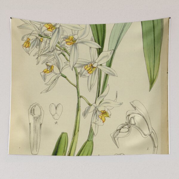Item preview, Coelogyne nitida (as Coelogyne ochracea) Curtis' 78 (Ser. 3 no. 8) pl. 4661 (1852) designed and sold by EsotericBotanic.