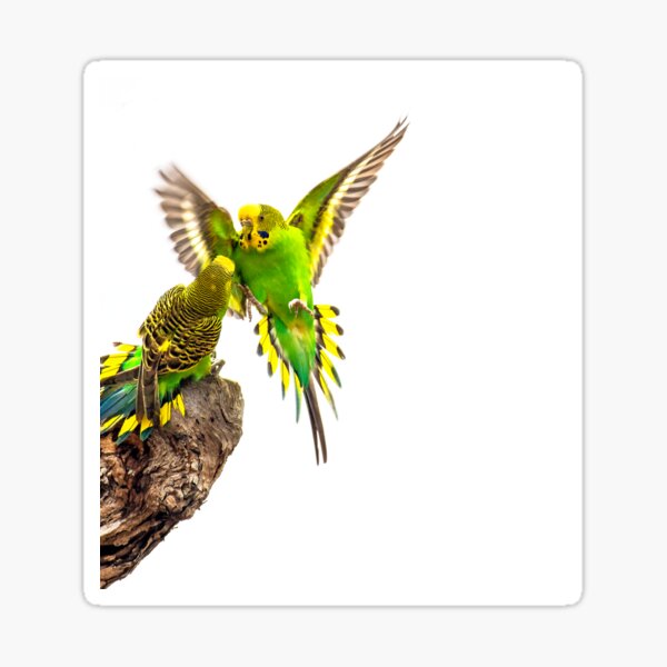 Wild Budgerigars of Australia Sticker