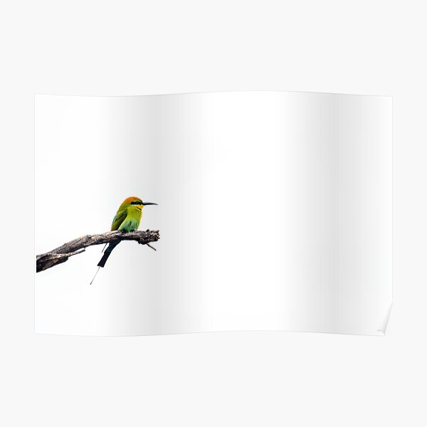 Rainbow Bee Eater Poster