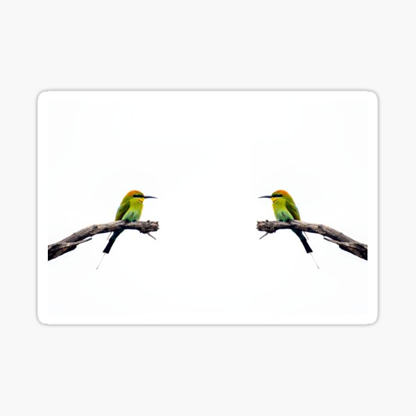 Rainbow Bee Eater Sticker