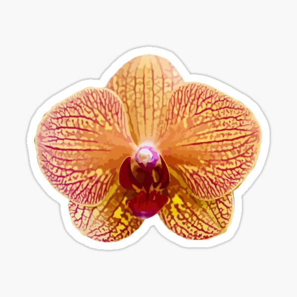 Strap Leaf Vanda Orchid - Discount Hawaiian Gifts