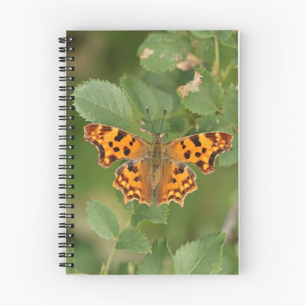 Item preview, C-folder designed and sold by NW-Photo-Art.