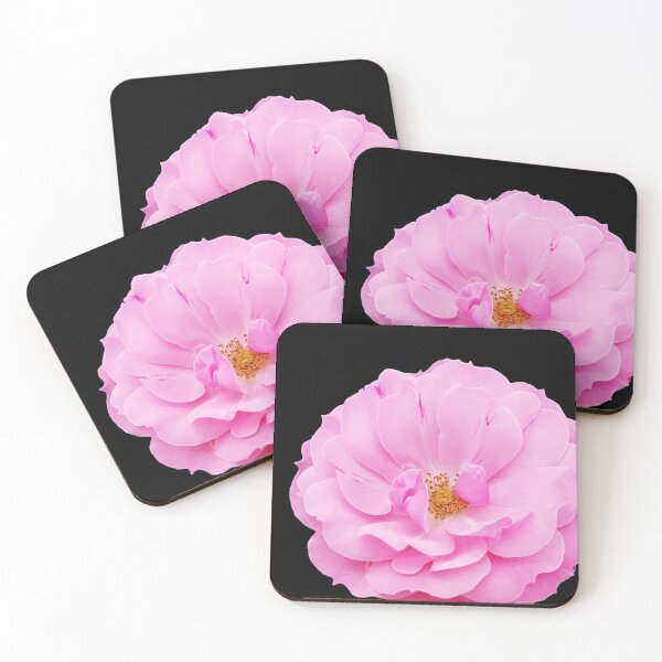 Item preview, Pink Old Garden Heirloom Rose Bloom with No Background designed and sold by Crystal Odenkirk.