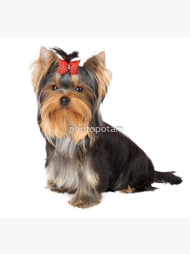 Yorkshire best sale terrier bow