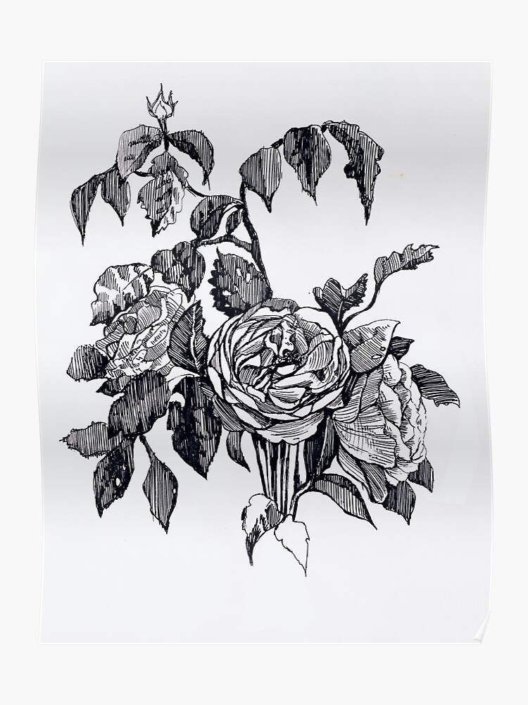 Realistic Rose Drawing Black And White ~ Pict Art