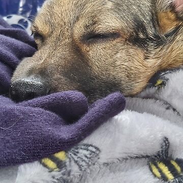 Artwork thumbnail, Let sleeping dogs lie by K-AEyston