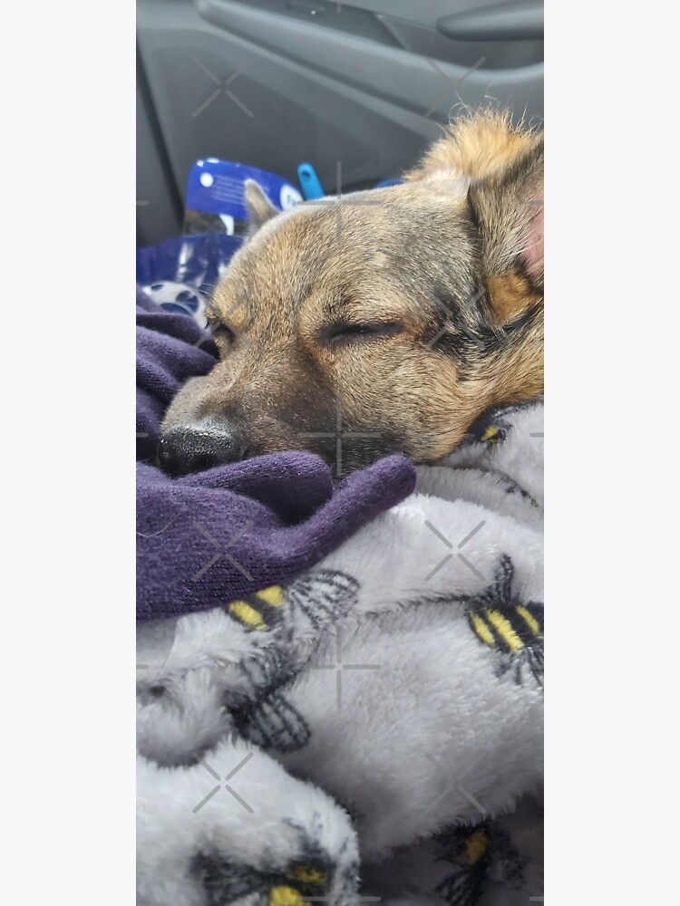 Thumbnail 3 of 3, Sticker, Let sleeping dogs lie designed and sold by K-AEyston.