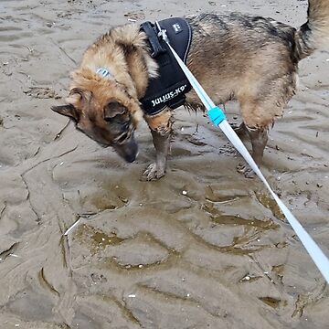 Artwork thumbnail, Sandy dog by K-AEyston