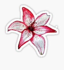 Lily Sticker