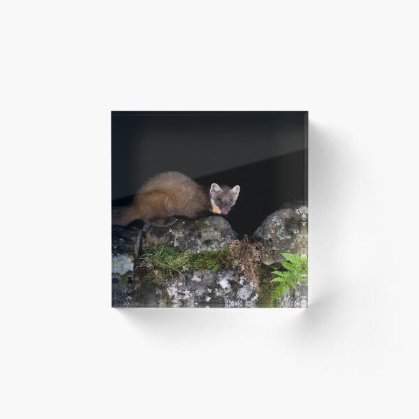 Pine Marten Acrylic Block