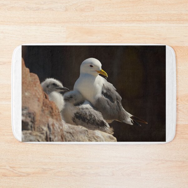 Item preview, Kittiwake at the nest designed and sold by Jon Lees.