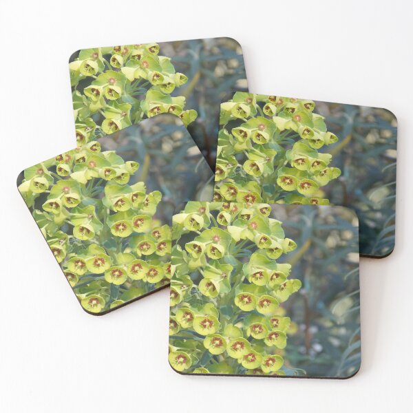 Item preview, Aeonium Succulent  designed and sold by Naomi80.