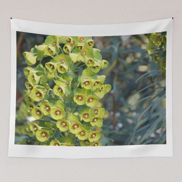 Item preview, Aeonium Succulent  designed and sold by Naomi80.