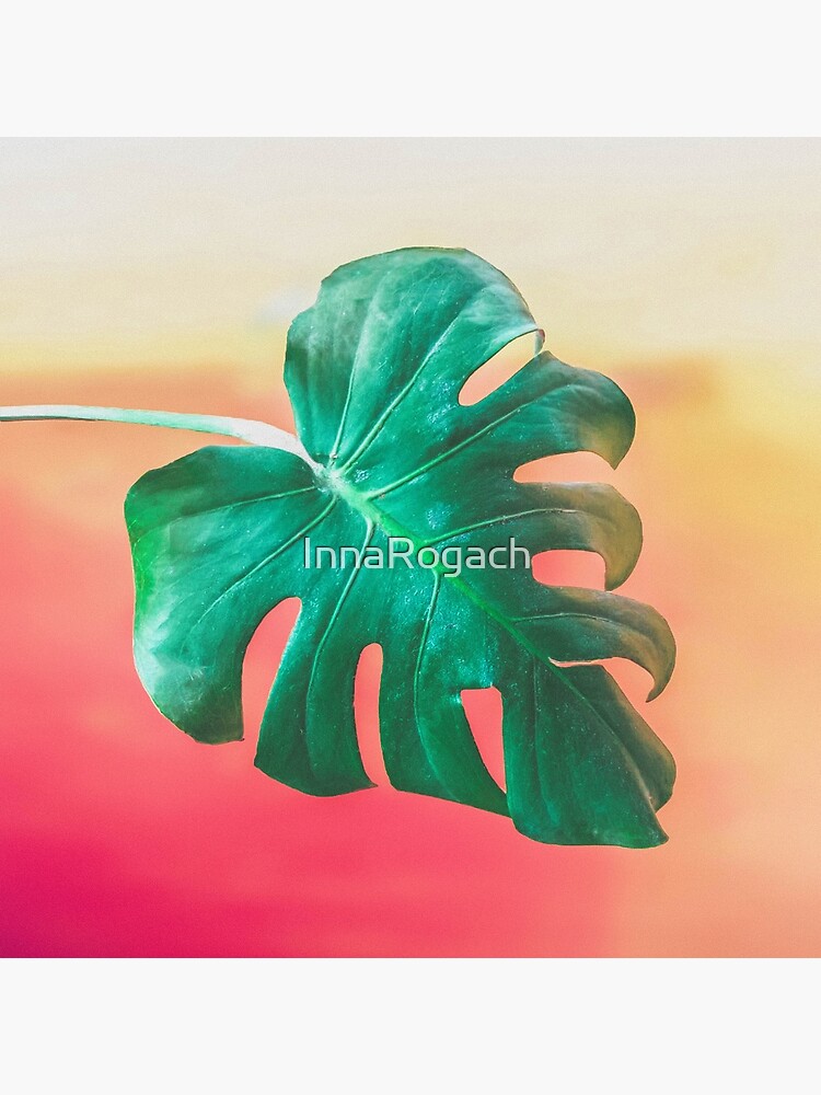 "Modern green monstera plant on bright gradient pink background" Poster