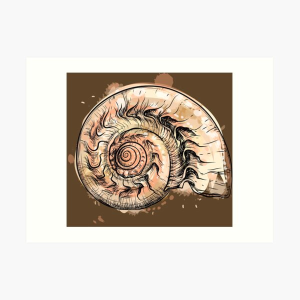 Nautilus Shell Wall Art Redbubble