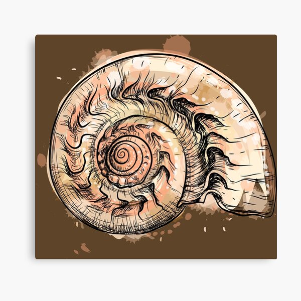 Nautilus Shell Wall Art Redbubble