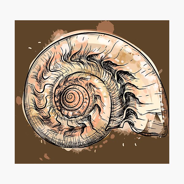 Nautilus Shell Wall Art Redbubble