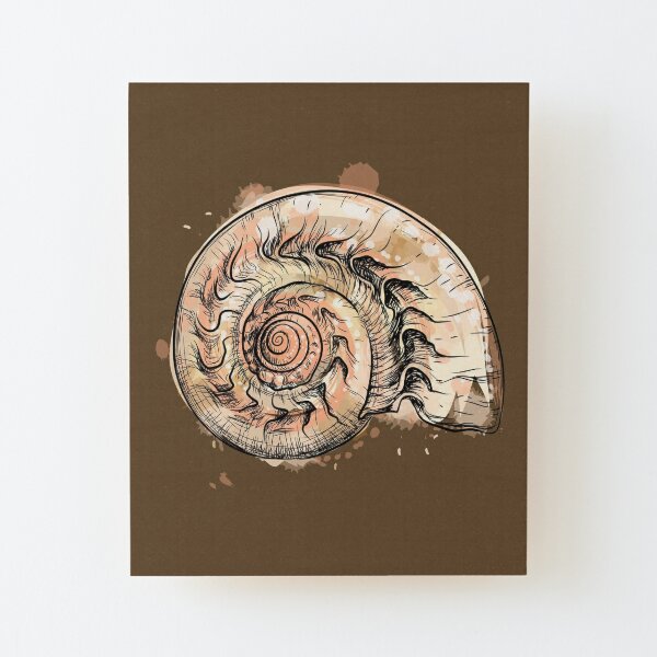 Nautilus Shell Wall Art Redbubble