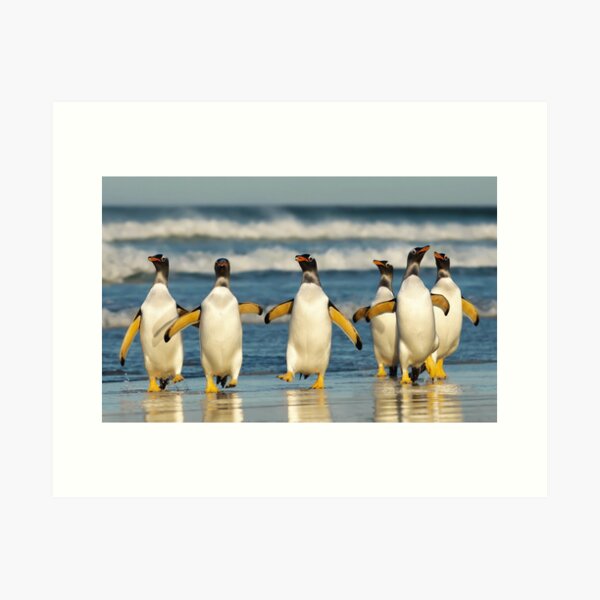 Item preview, Gentoo penguins on a beach designed and sold by dgwildlife.
