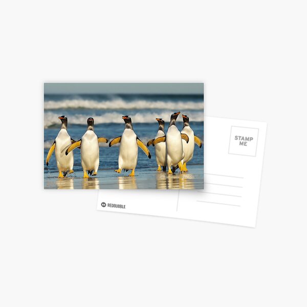 Item preview, Gentoo penguins on a beach designed and sold by dgwildlife.