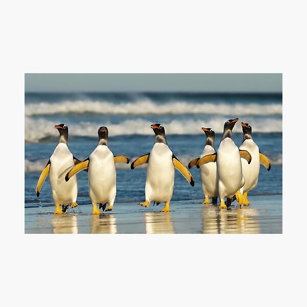 Item preview, Gentoo penguins on a beach designed and sold by dgwildlife.