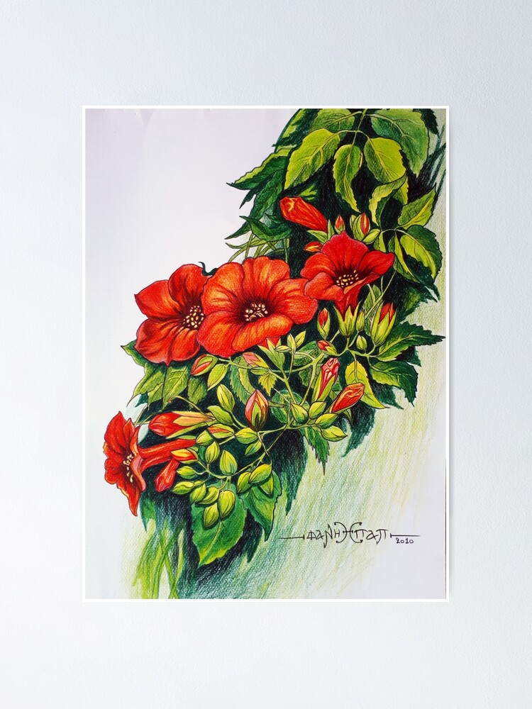Póster «Dibujo de trompeta de flores» de fanypap | Redbubble Póster «Dibujo de trompeta de flores» de fanypap | Redbubble