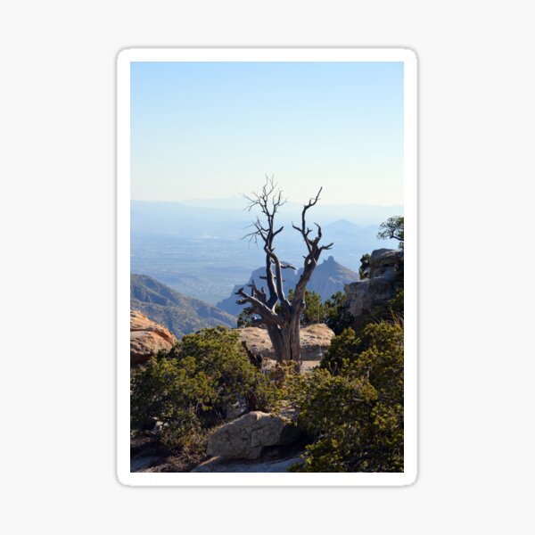 Twisted Tree Sticker