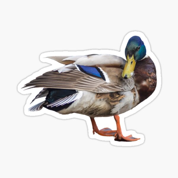 Duck Deer Hook Hunting & Fishing Sticker for Sale by Deni Morace