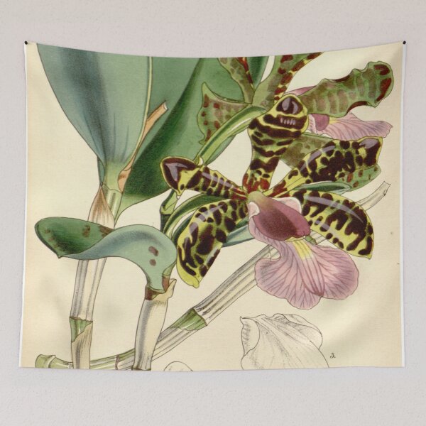 Item preview, Cattleya aclandiae Curtis' 84 (Ser. 3 no. 14) pl. 5039 (1858) designed and sold by EsotericBotanic.