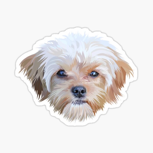 Yorkie Poodle Mix Gifts Merchandise Redbubble