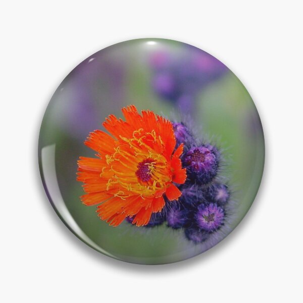 Item preview, wild beauty, orange-red hawkweed designed and sold by Kriti68.