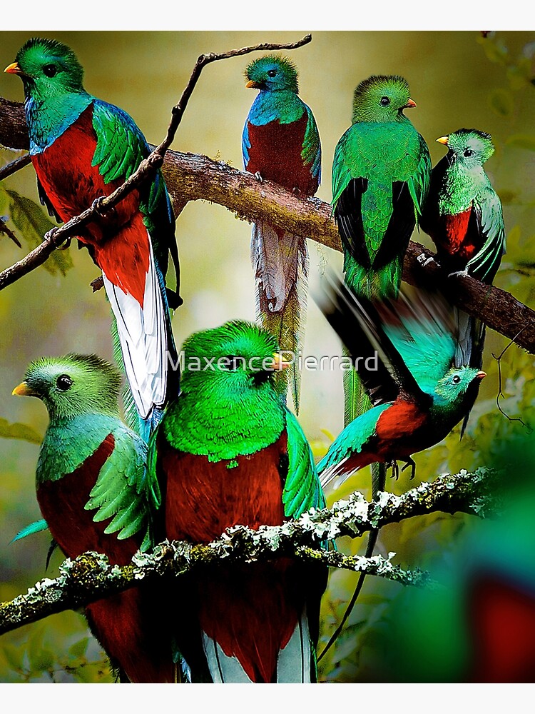 "Quetzal" Apron for Sale by MaxencePierrard Redbubble