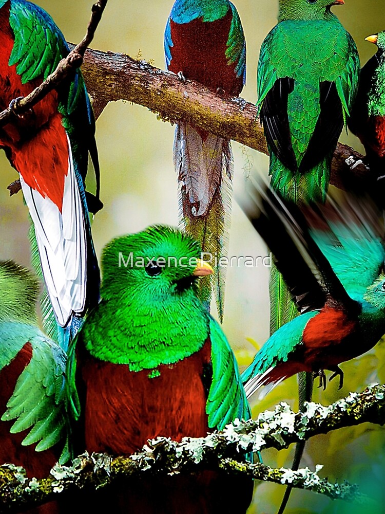 Discover Quetzal Leggings