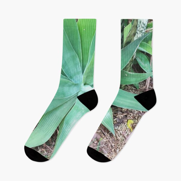 Item preview, Bromeliad designed and sold by praupp.