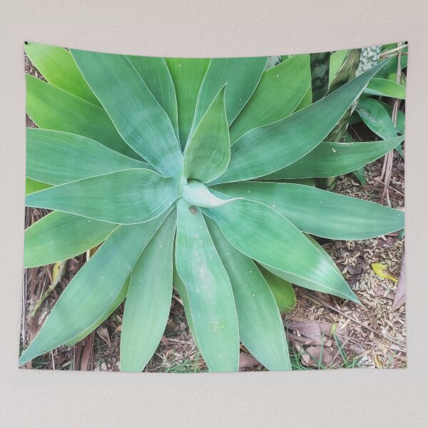 Item preview, Bromeliad designed and sold by praupp.