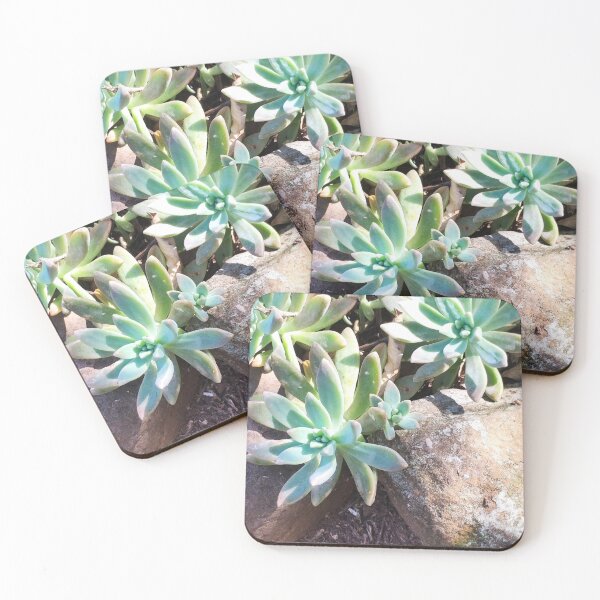 Item preview, Succulents designed and sold by praupp.