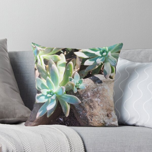 Item preview, Succulents designed and sold by praupp.