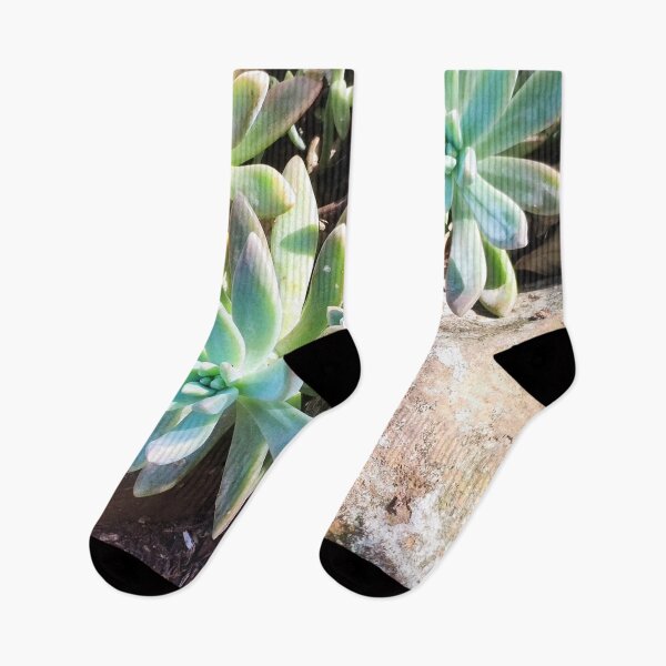 Item preview, Succulents designed and sold by praupp.