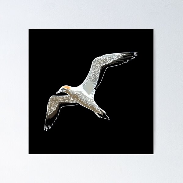 Item preview, Northern Gannet Flying White Alternate Print designed and sold by designsasstultd.