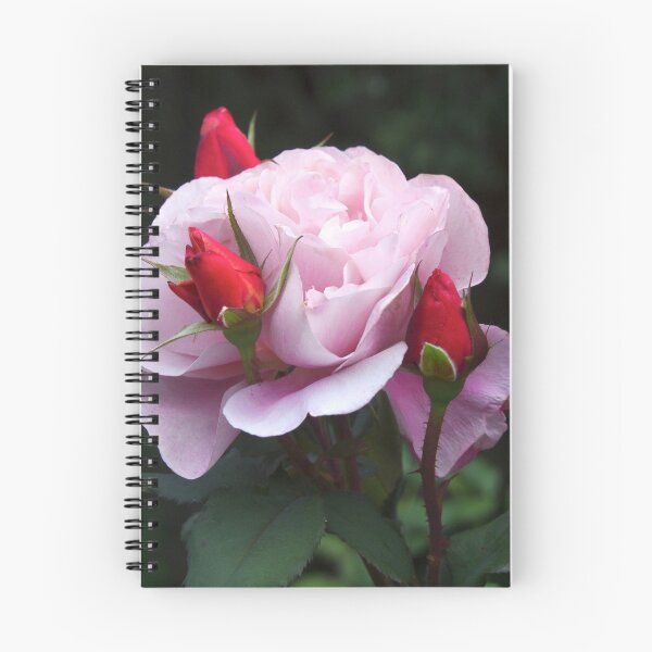 Aperçu de l'œuvre Rose and Buds créée et vendue par The Botanical Jason.