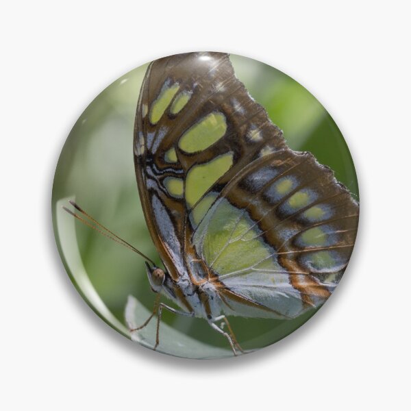 Item preview, Malachite butterfly designed and sold by pietrofoto.