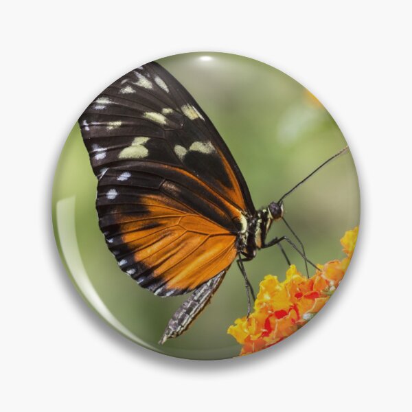 Item preview, Heliconian butterfly designed and sold by pietrofoto.