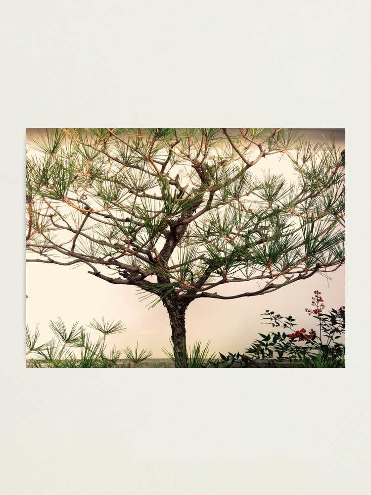 Alternate view of Pointer Photographic Print